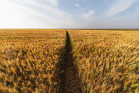 من أبوظبي.. الإمارات تطلق شبكة عالمية لإنقاذ 100 مليون مزارع من الجوع