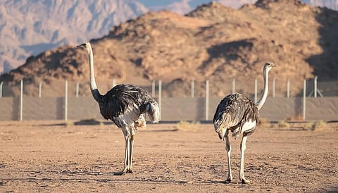 "طائر الجمل" يزين صحراء السعودية من جديد بعد غياب قرن من الزمان