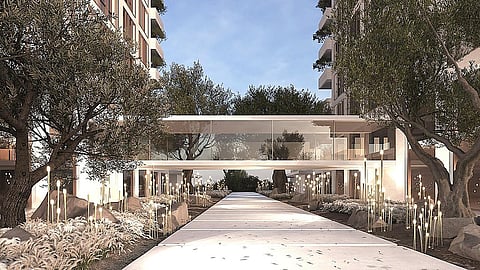 أشجار زيتون عمرها 2500 عام في قلب دبي