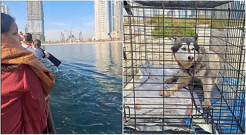 ضاعت في "التعاون" وظهرت في "الجزيرة".. قصة إنقاذ معجزة لكلبة في الشارقة