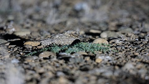 "العودة إلى وادي الوريعة.. طائر مهاجر في الفجيرة بعد غياب 5 أعوام