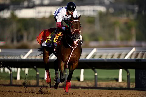 فور إيفر يونغ في مضمار ديل مار للسباق في 31 أكتوبر 2024 في كاليفورنيا. 