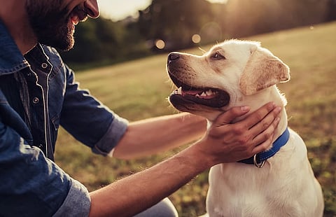 بدء تطبيق غرامات تسجيل الحيوانات الأليفة في أبوظبي