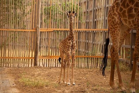 تصنف الزرافات الجنوبية حاليًا على أنها معرضة للخطر من قبل الاتحاد الدولي لحفظ الطبيعة