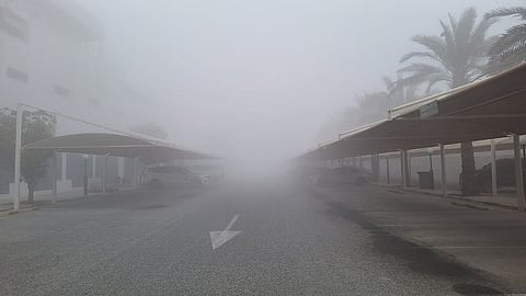 صورة كي تي: لارايب أنور