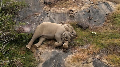 தாய் யானையுடன் மீண்டும் சேர்ந்த குட்டி யானை 