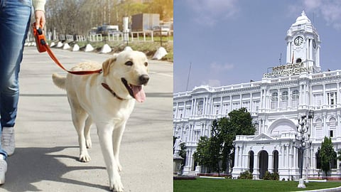 வளர்ப்பு நாய்களுக்கு மைக்ரோ சிப் கட்டாயம்: அக். முதல் அமல் | Chennai | Pet dogs |