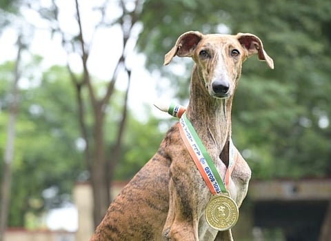 எல்லை பாதுகாப்புப் படையில் 150 நாட்டு நாய்கள்: ‘பிரதமர் மனதின் குரல்’ எதிரொலி |  BSF | Mann Ki Baat | 