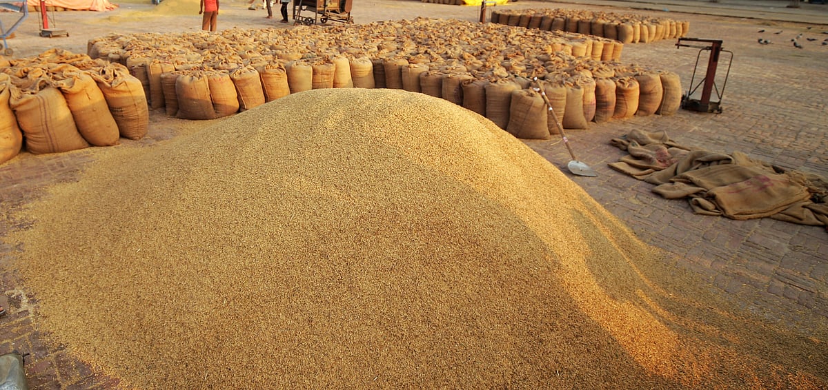 நெல் ஈரப்பத வரம்பை உயர்த்தக் கோரிக்கை: ஆய்வுக் குழு அமைத்தது மத்திய அரசு | Paddy |