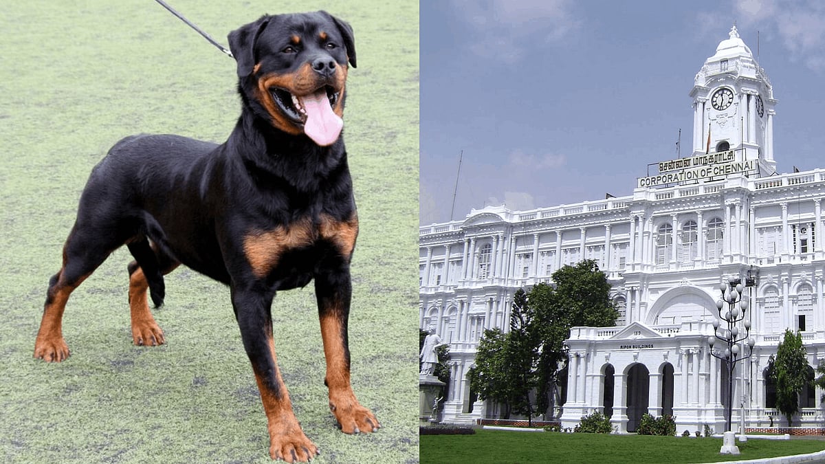சென்னையில் பிட்புல், ராட்வீலர் நாய்களை வளர்க்கத் தடை: மாநகராட்சி கூட்டத்தில் தீர்மானம் | GCC |