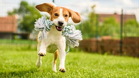 KnockOFF deals that'll save you big while you shop treats & more for your furry babies in Lucknow!