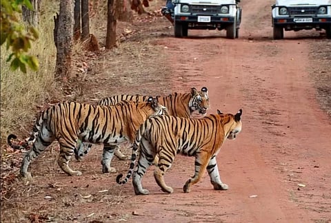 Uttar Pradesh's fourth tiger reserve to come up in Chitrakoot's Ranipur