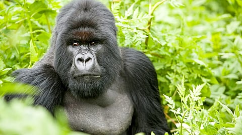 Mumbai's Sanjay Gandhi National Park likely to introduce gorilla safari in India