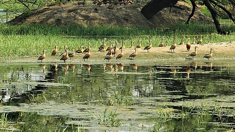 UP News | 50 wetlands notified across nine Uttar Pradesh districts