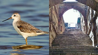 Ahmedabad News | Record migratory bird count at Nalsarovar and Thol, stepwells for shoots & more