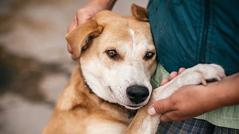 Pet dog registration in Ahmedabad starts Jan 1, 2025; deadline set for March 2025