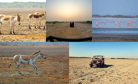 Take a 2-hour drive from Ahmedabad, to see the world's LAST Asiatic Wild Ass population