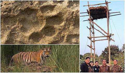 Villages on edge as tiger moves through Lucknow’s outskirts! Forest Dept. steps up vigilance