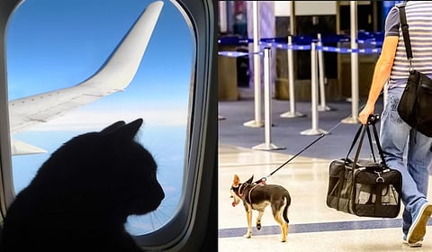 Pet Parents in India! Checkout THIS ultimate flight guide for a stress-free journey with pets