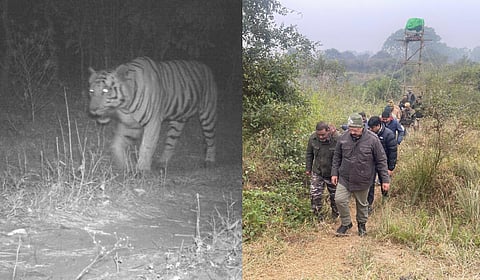 Tale of the tiger’s trail: Timeline of sightings in Lucknow suburbs, capture attempts & more!