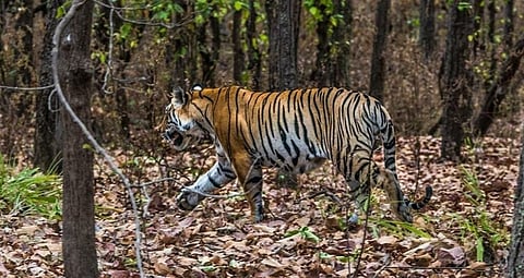 Elusive tiger might be returning to its habitat! Lucknow's forest experts uncover new evidence