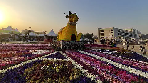 Ahmedabad Flower Show plants for sale at THESE 5 nurseries till Jan 31 | Details