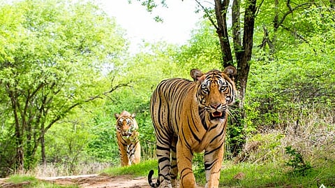 Head to THIS wildlife sanctuary from Mumbai, to gaze at tigers, sloths and more!