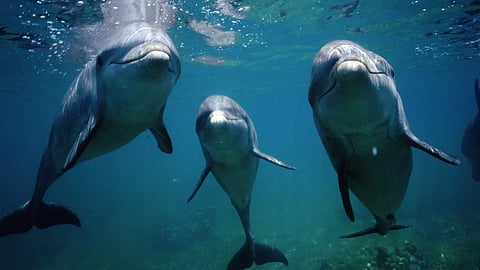 Uttar Pradesh leads in India with 2,397 Gangetic Dolphins out of 6,327 across 4 states: Survey