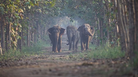 320 km from Ahmedabad: World’s largest wildlife rescue & rehabilitation centre 'Vantara' inaugurated