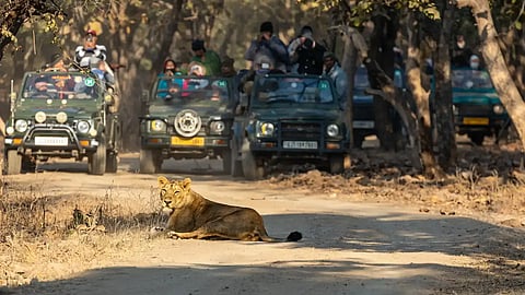 320 km from Ahmedabad: Gir and Barda wildlife sanctuaries see record tourist influx in March 2025