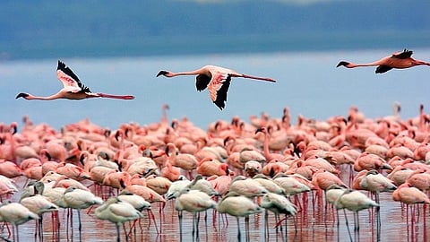 DPS Flamingo Lake declared a conservation reserve, a first for Navi Mumbai wetlands