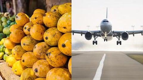 High Mango-tude! Lucknow's Dussehri scores first-class boarding pass with dedicated airspace