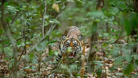 International Tiger Day | About the stealthy big cat that evaded Lucknow for 3 months