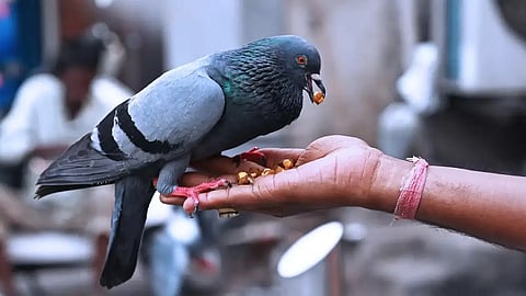 Mumbai News: BMC collects ₹61,900 in 3 weeks as pigeon feeding fines at 49 different areas