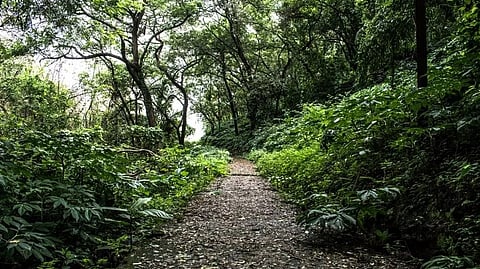 Ek Ped Maa Ke Naam 2.0: UP to develop thematic forests statewide from July 18