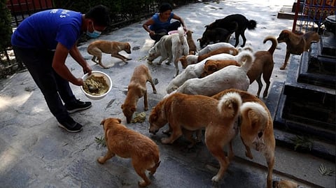 UP Govt issues new guidelines for stray dog management: Details