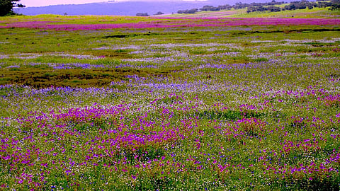 Kaas Plateau near Mumbai awakens in 2025 amid monsoon challenges