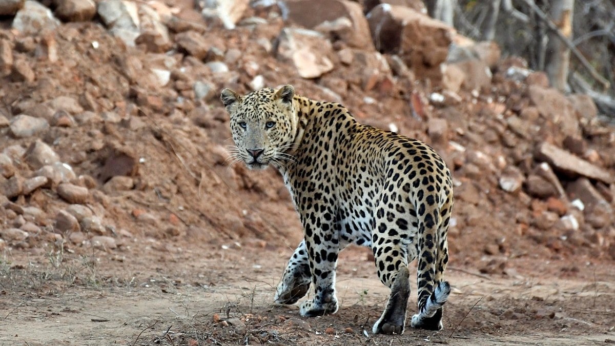 Leopard on the loose in Lucknow Cantonment; residents urged to stay ...