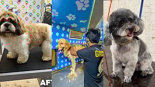 For the well-groomed pet: 7 handpicked Lucknow pet stores & grooming specialists