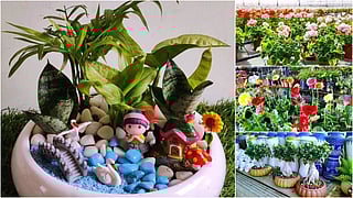 Garden Goals, Sorted | 9 Lucknow Nurseries & shops for your plant fix