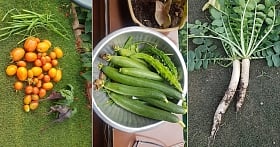 Inspiring Indore: 70 year old man grows his own food in his terrace garden!