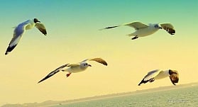 Celebrate World Wildlife Day with these 5 weekend getaways in Goa