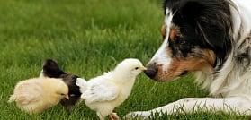 Why getting a pet should be on top of your 'to do' list