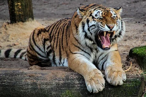 Teams of 'Bagh Mitras', to help tackle man-animal conflicts in UP's Terai region