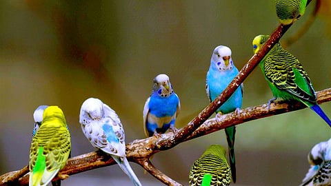 New virtual centre in Kanpur Zoo lets you listen to the chirping of birds at the click of a button