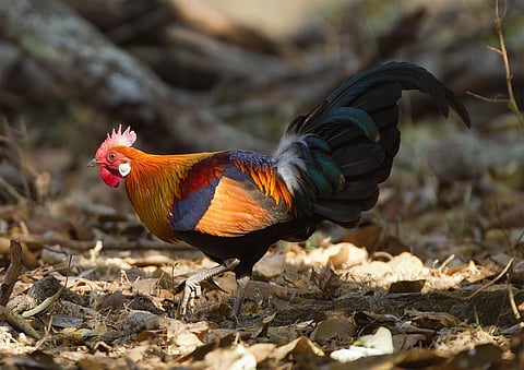 10 red junglefowl fall dead at the Kanpur Zoo, raising alarms about bird flu in the city