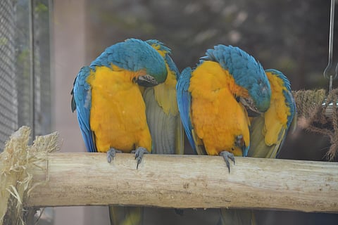 Lucknow Zoo tightens security against Avian Flu, as cases rise in nearby states