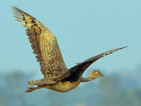 First-ever bird survey conducted at Sardarpur Sanctuary near Indore, lists 81 species of avifauna