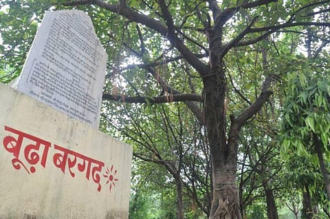An icon of the Indian freedom struggle, the tale of Kanpur's Boodha Bargad still lives on