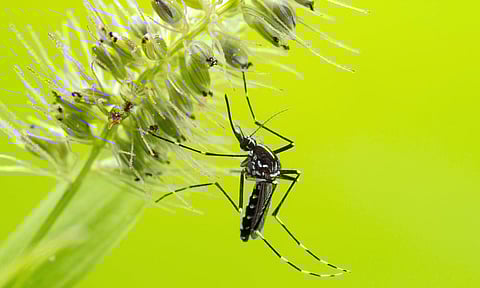 Spike in dengue cases spurs platelet demand in Indore